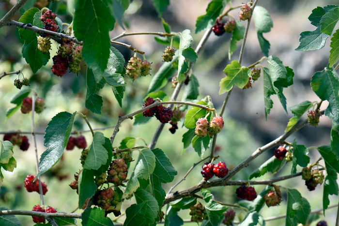 Morus microphylla, Texas Mulberry